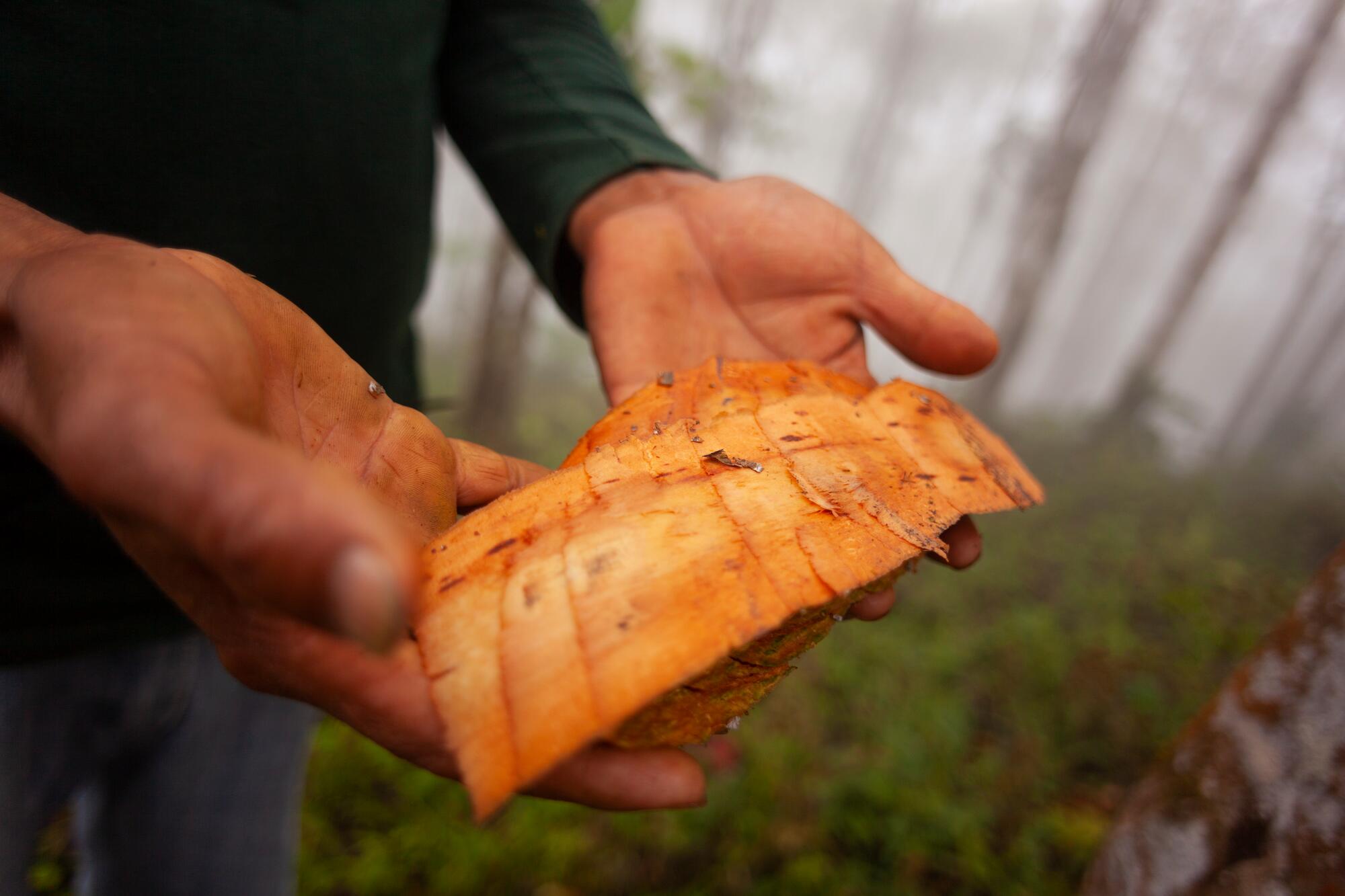 kl_quinine_active-ingredient_field_plant_2020 -58-